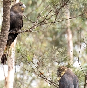 Calyptorhynchus lathami lathami at Penrose, NSW - suppressed