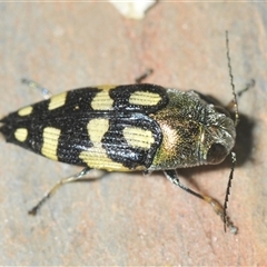 Astraeus (Astraeus) samouelli (A Jewel Beetle) at Uriarra Village, ACT - 26 Dec 2024 by Harrisi