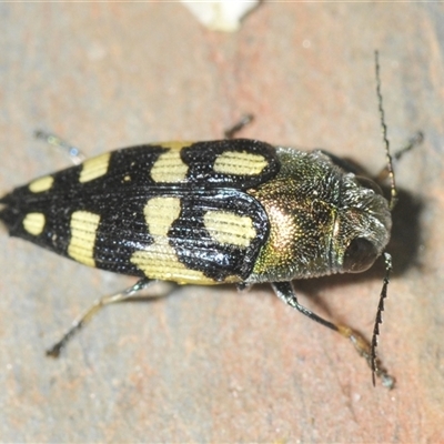 Astraeus (Astraeus) samouelli (A Jewel Beetle) at Uriarra Village, ACT - 26 Dec 2024 by Harrisi