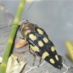 Astraeus (Astraeus) samouelli at Uriarra Village, ACT - 26 Dec 2024