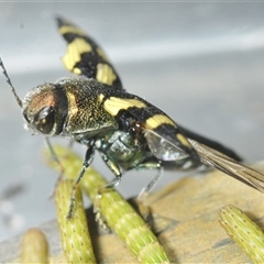 Astraeus (Astraeus) samouelli at Uriarra Village, ACT - 26 Dec 2024