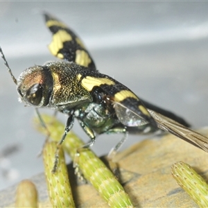 Astraeus (Astraeus) samouelli at Uriarra Village, ACT - 26 Dec 2024