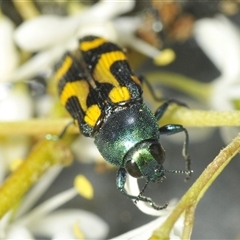 Castiarina flavopicta (Flavopicta jewel beetle) at Uriarra Village, ACT - 26 Dec 2024 by Harrisi