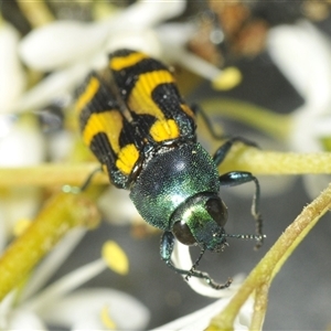 Castiarina flavopicta (Flavopicta jewel beetle) at Uriarra Village, ACT by Harrisi