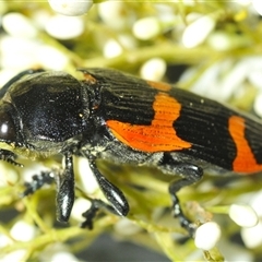 Castiarina bremei (A jewel beetle) at Uriarra Village, ACT - 26 Dec 2024 by Harrisi