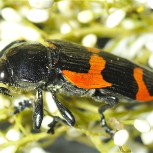 Castiarina bremei (A jewel beetle) at Uriarra Village, ACT by Harrisi