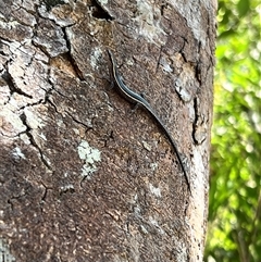 Cryptoblepharus pulcher (Fence Skink) at Tamborine Mountain, QLD - 27 Dec 2024 by JimL