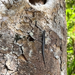 Cryptoblepharus pulcher at Tamborine Mountain, QLD - 27 Dec 2024 03:24 PM