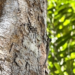 Cryptoblepharus pulcher at Tamborine Mountain, QLD - 27 Dec 2024 03:24 PM