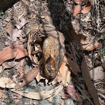 Rhinella marina at Tamborine Mountain, QLD - 27 Dec 2024 by JimL