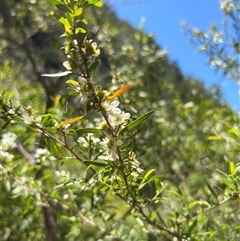 Leptospermum petersonii (Lemon-Scented Tea-Tree) at Tamborine Mountain, QLD - 27 Dec 2024 by JimL