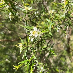Leptospermum petersonii at Tamborine Mountain, QLD - 27 Dec 2024 02:56 PM