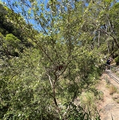 Leptospermum petersonii at Tamborine Mountain, QLD - 27 Dec 2024 02:56 PM