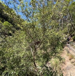 Leptospermum petersonii at Tamborine Mountain, QLD - 27 Dec 2024 02:56 PM
