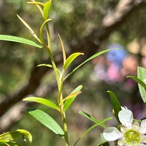 Leptospermum petersonii at Tamborine Mountain, QLD - 27 Dec 2024 02:56 PM