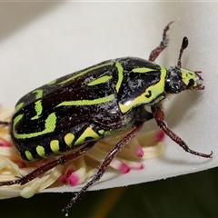 Eupoecila australasiae (Fiddler Beetle) at Yarralumla, ACT - 27 Dec 2024 by TimL