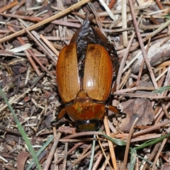 Anoplognathus sp. (genus) (Unidentified Christmas beetle) at Yarralumla, ACT - 27 Dec 2024 by TimL