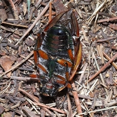 Anoplognathus sp. (genus) at Yarralumla, ACT - 27 Dec 2024 11:38 AM