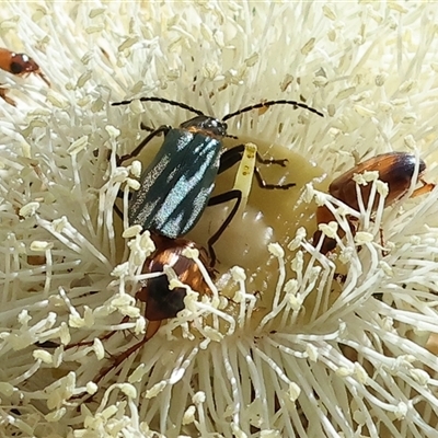 Chauliognathus lugubris (Plague Soldier Beetle) at Wodonga, VIC - 24 Dec 2024 by KylieWaldon