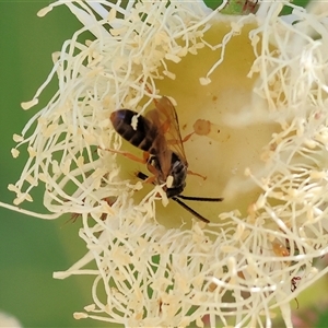 Unidentified Other wasp at Wodonga, VIC by KylieWaldon