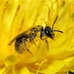 Lasioglossum (Chilalictus) lanarium at Yarralumla, ACT - 27 Dec 2024 by TimL