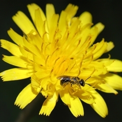 Lasioglossum (Homalictus) sphecodoides at Yarralumla, ACT - 27 Dec 2024 12:59 PM