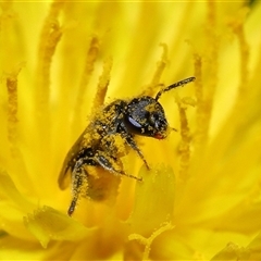 Lasioglossum (Homalictus) sphecodoides at Yarralumla, ACT - 27 Dec 2024 12:59 PM