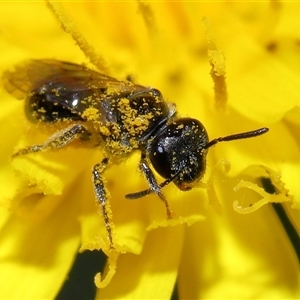 Lasioglossum (Homalictus) sphecodoides at Yarralumla, ACT - 27 Dec 2024 12:59 PM