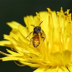 Lasioglossum (Homalictus) sphecodoides at Yarralumla, ACT - 27 Dec 2024 12:59 PM