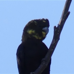 Calyptorhynchus lathami lathami (Glossy Black-Cockatoo) at Colo Vale, NSW - 6 May 2018 by GITM2