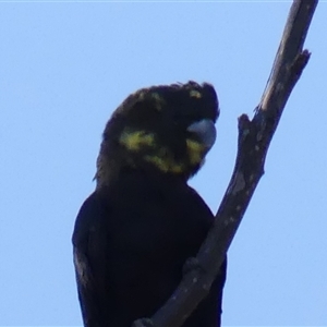 Calyptorhynchus lathami lathami at Colo Vale, NSW - suppressed