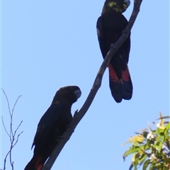 Calyptorhynchus lathami lathami at Colo Vale, NSW - suppressed