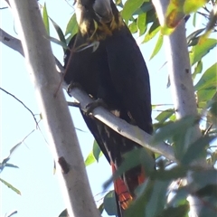 Calyptorhynchus lathami lathami at Colo Vale, NSW - suppressed