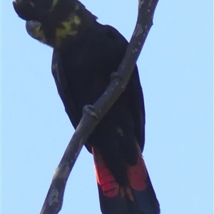 Calyptorhynchus lathami lathami at Colo Vale, NSW - suppressed