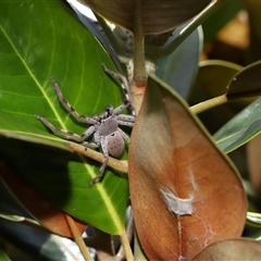 Isopedella pessleri (A huntsman spider) at Yarralumla, ACT - 27 Dec 2024 by TimL