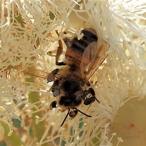 Ceratopogonidae (family) (Biting Midge) at Wodonga, VIC by KylieWaldon