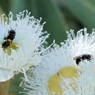 Hylaeinae (subfamily) (Masked bee, Hylaeine bee) at Wodonga, VIC - 24 Dec 2024 by KylieWaldon