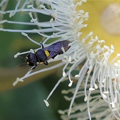 Hylaeinae (subfamily) (Masked bee, Hylaeine bee) at Wodonga, VIC - 24 Dec 2024 by KylieWaldon