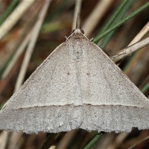 Epidesmia hypenaria at Yarralumla, ACT - 27 Dec 2024