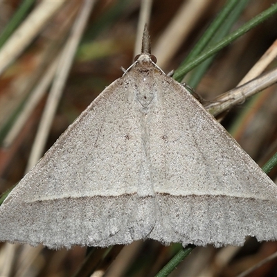 Epidesmia hypenaria (Long-nosed Epidesmia) at Yarralumla, ACT - 27 Dec 2024 by TimL