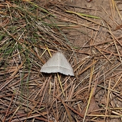 Epidesmia hypenaria at Yarralumla, ACT - 27 Dec 2024