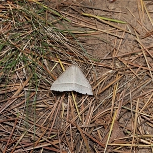 Epidesmia hypenaria at Yarralumla, ACT - 27 Dec 2024 01:19 PM