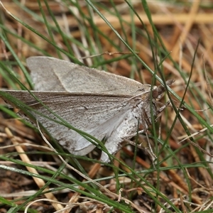 Epidesmia hypenaria at Yarralumla, ACT - 27 Dec 2024