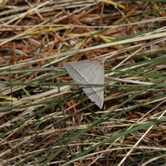 Epidesmia hypenaria at Yarralumla, ACT - 27 Dec 2024 01:19 PM