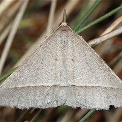 Epidesmia hypenaria at Yarralumla, ACT - 27 Dec 2024 01:19 PM