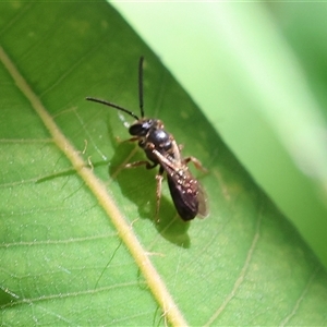 Unidentified Flower wasp (Scoliidae or Tiphiidae) at Wodonga, VIC by KylieWaldon