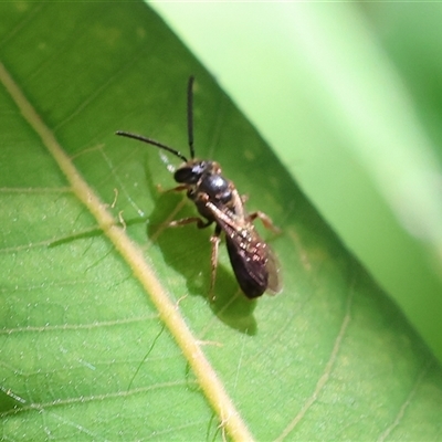 Unverified Flower wasp (Scoliidae or Tiphiidae) at Wodonga, VIC - 24 Dec 2024 by KylieWaldon