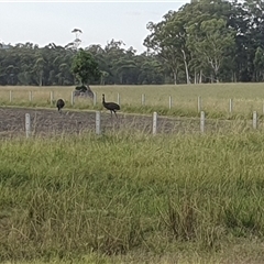 Dromaius novaehollandiae (Emu) at Taloumbi, NSW - 28 Dec 2024 by Topwood