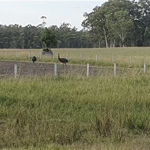 Dromaius novaehollandiae at Taloumbi, NSW - suppressed