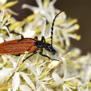 Lycidae sp. (family) (Net-winged beetle) at Greenleigh, NSW by DianneClarke